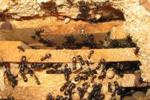 carpenter ants