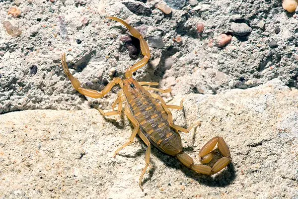 Scorpion Pest Control in Las Vegas