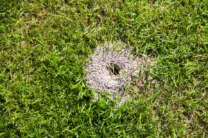 ant nest