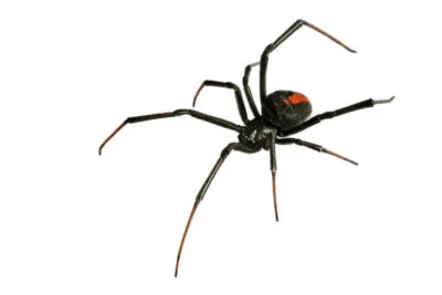 western black widow spider