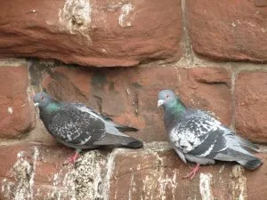pest control near me
