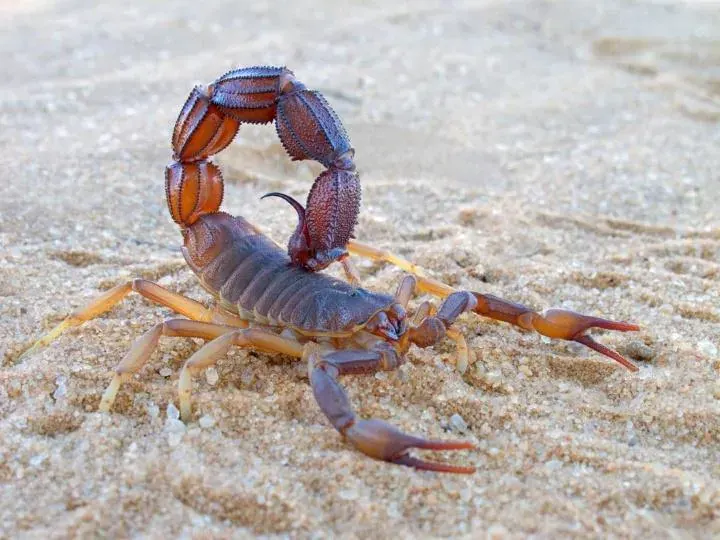 Las Vegas Scorpion Pest Control